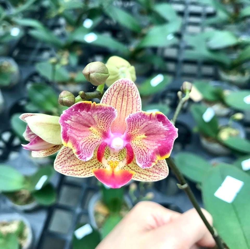 Phal. I-Hsin Confetio '437' (peloric)