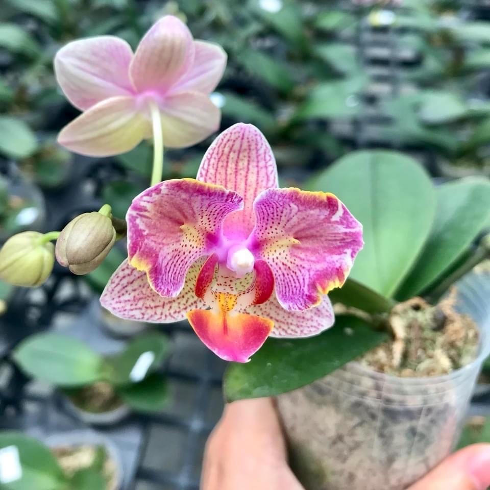 Phal. I-Hsin Confetio '437' (peloric)