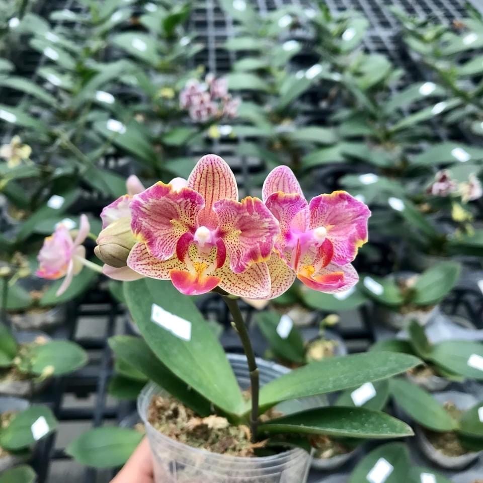 Phal. I-Hsin Confetio '437' (peloric)