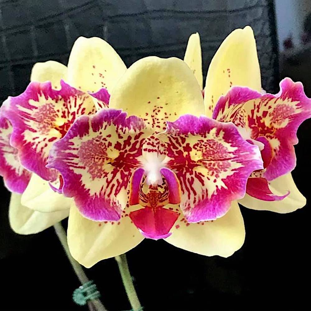 Phalaenopsis I-Hsin Spot Leopard (peloric)
