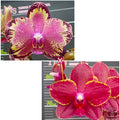 Phalaenopsis (I-Hsin The Big Bang × Taida Red Bird)
