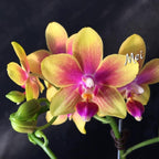 Phal. I-Hsin Venus '1442'