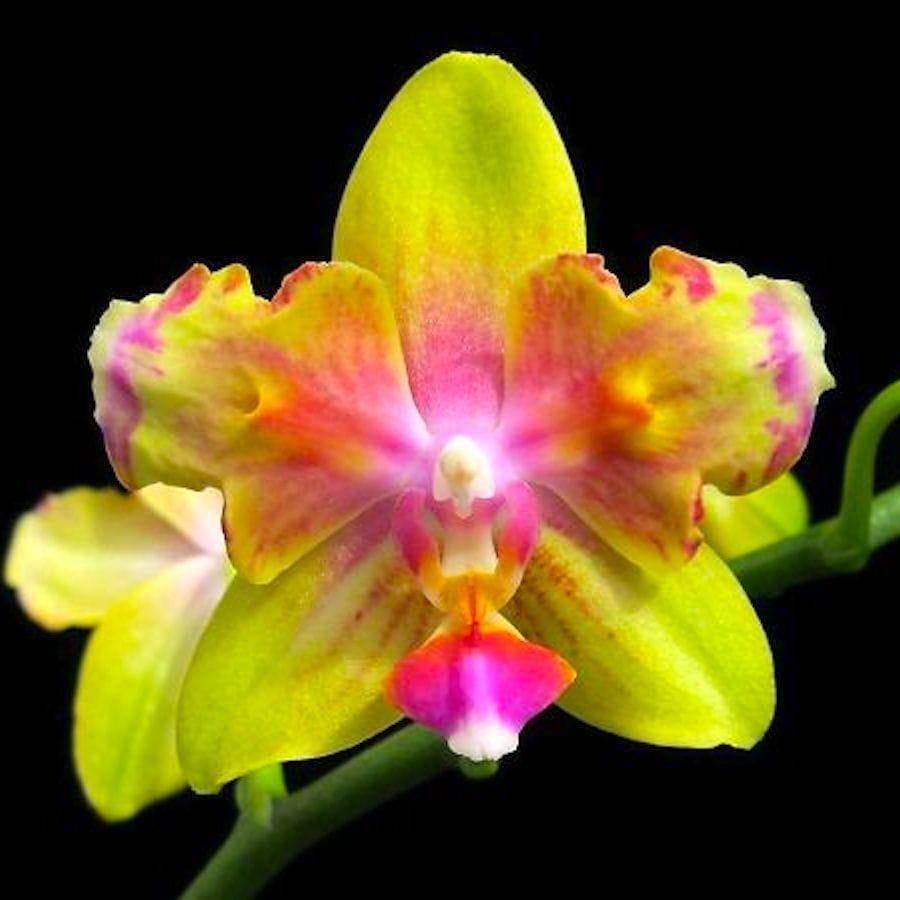 Phalaenopsis I-Hsin Venus (peloric - butterfly)