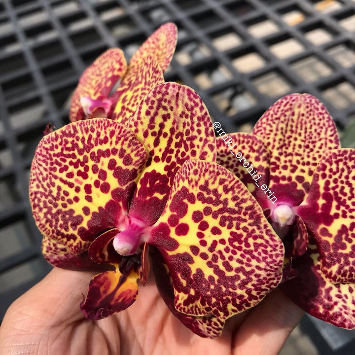 Phalaenopsis I-Hsin Yellow Leopard