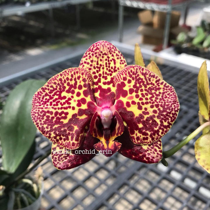 Phalaenopsis I-Hsin Yellow Leopard