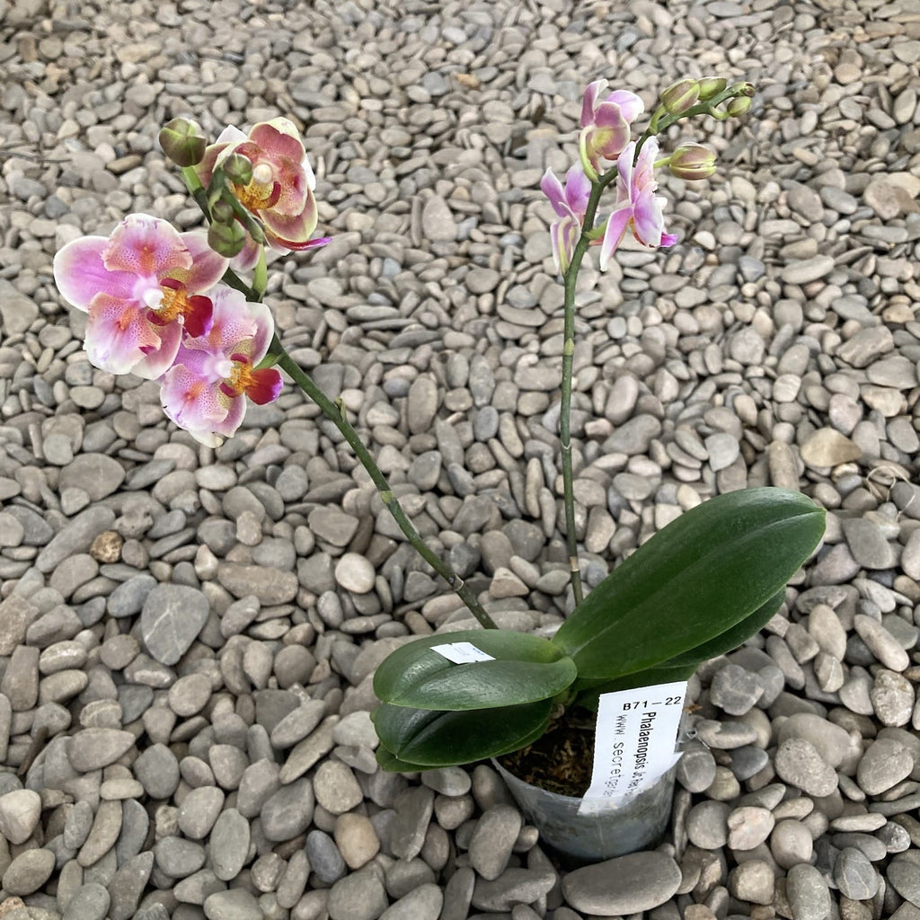 Phalaenopsis Jc Red Peacock pelorisk (Fjäril) *doftande