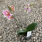 Phalaenopsis Jc Red Peacock pelorique (Papillon) *parfumé