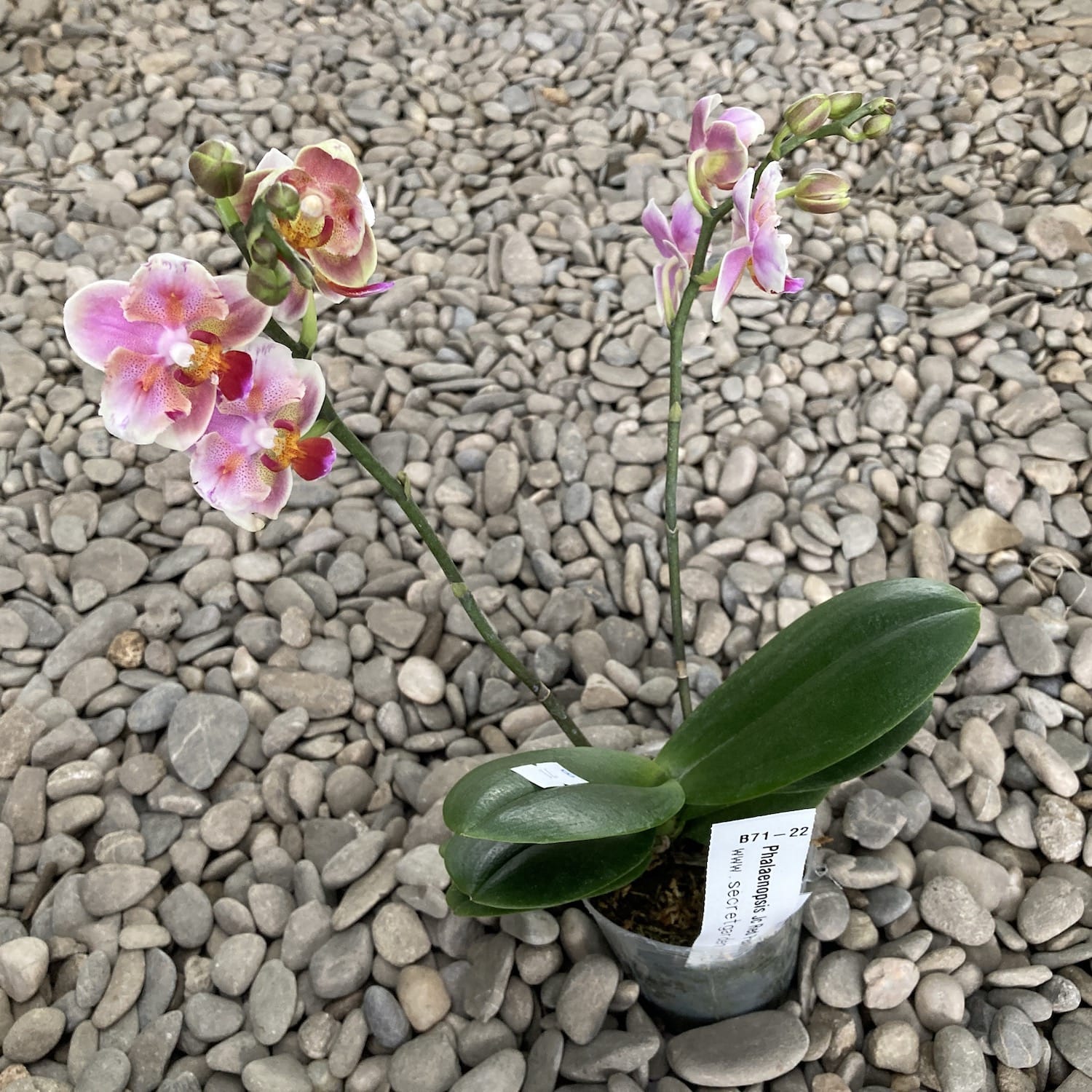 Phalaenopsis Jc Red Peacock pelorická (Motýlek) *voňavá