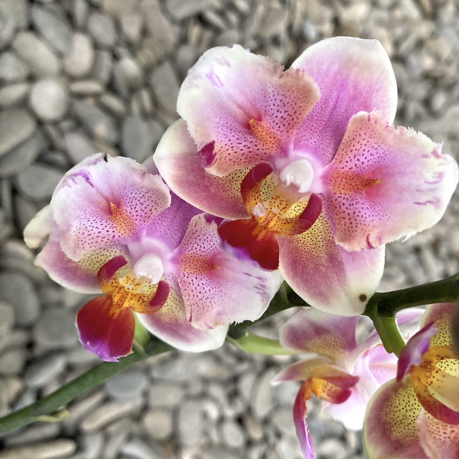 Phalaenopsis Jc Red Peacock pelorická (Motýlek) *voňavá