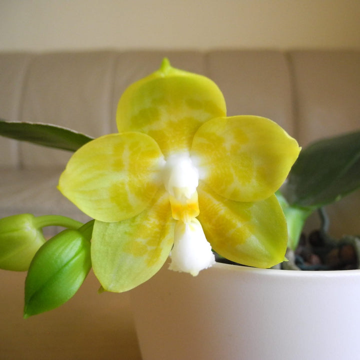 Phalaenopsis Joy Spring Canary 'Joy'