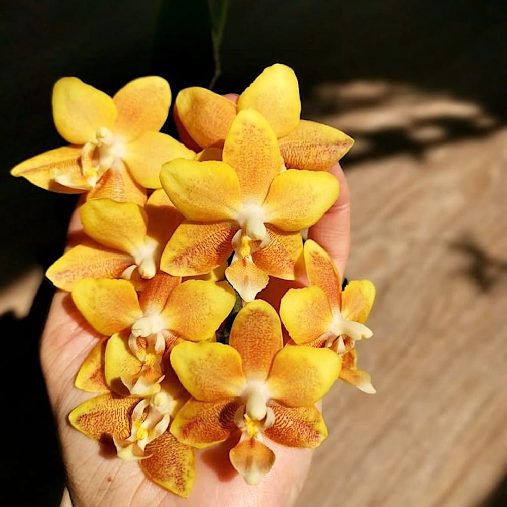 Phalaenopsis KS Fragrance