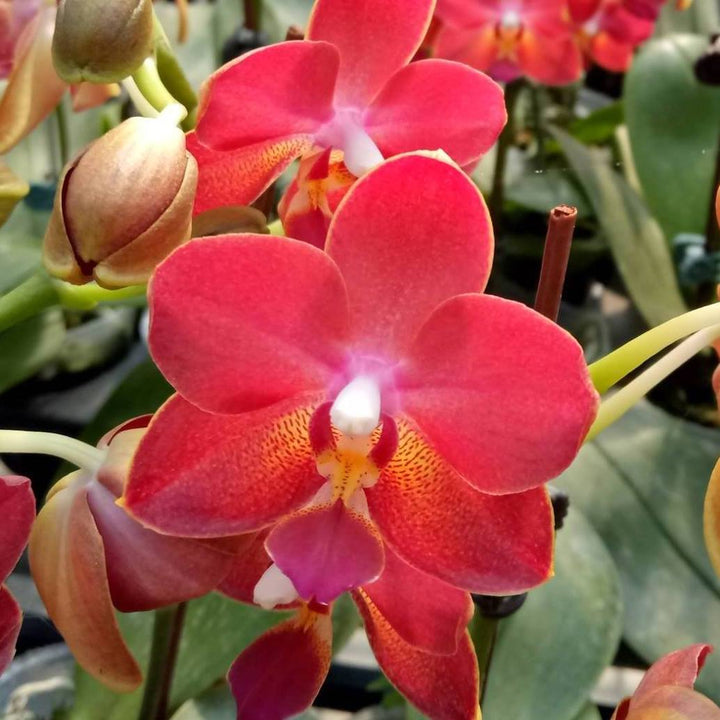 Phalaenopsis KS Balm