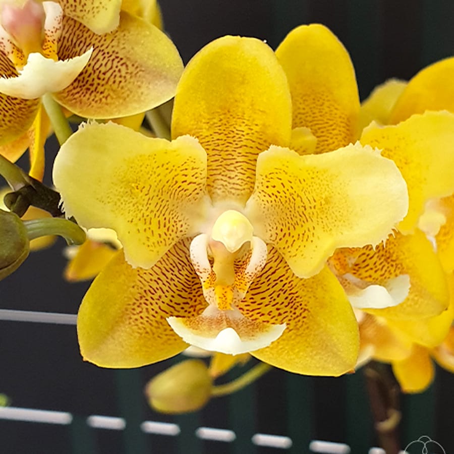 Phalaenopsis KS Balm 'Yellow Chocolate' (peloric - butterfly