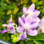 Phal. Kenneth Schubert