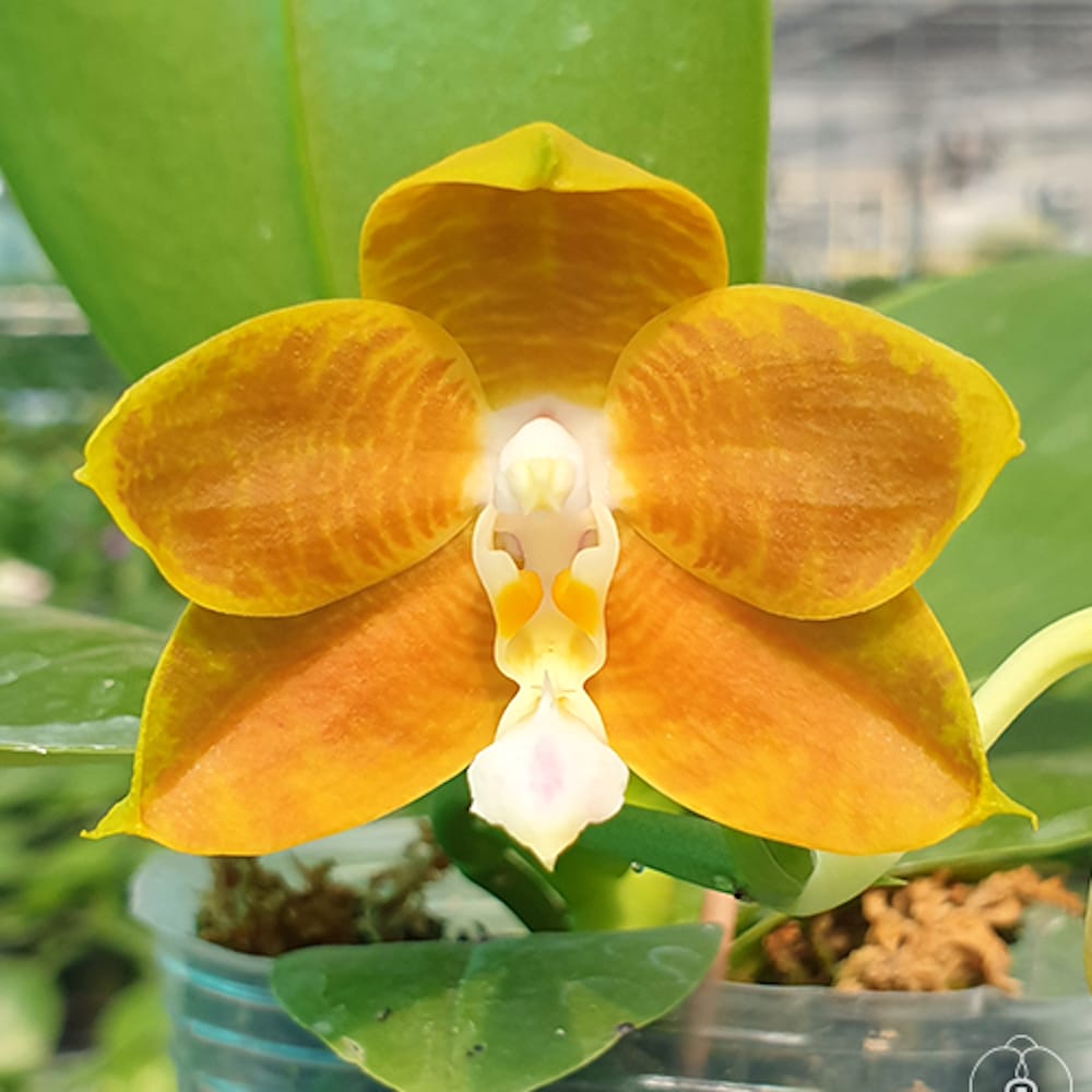 Phalaenopsis LD's Bear King 'RH-3'