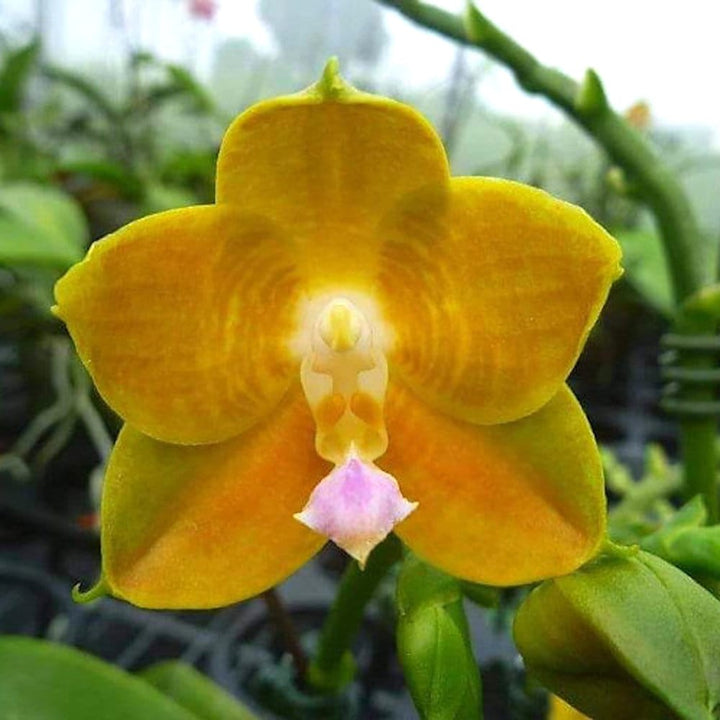 Phalaenopsis LD's Bear King 'RH-3'