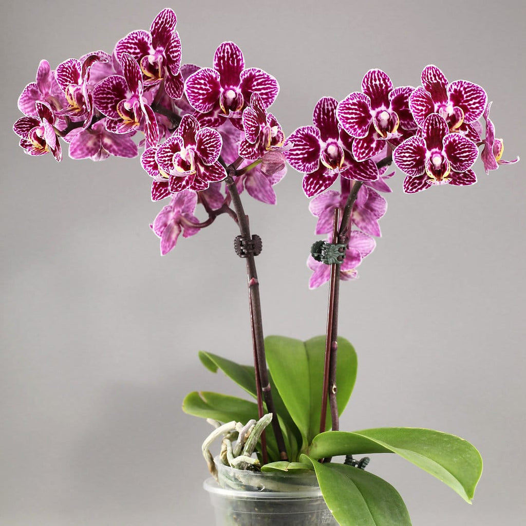 Phal. LiHsin Dark Slash