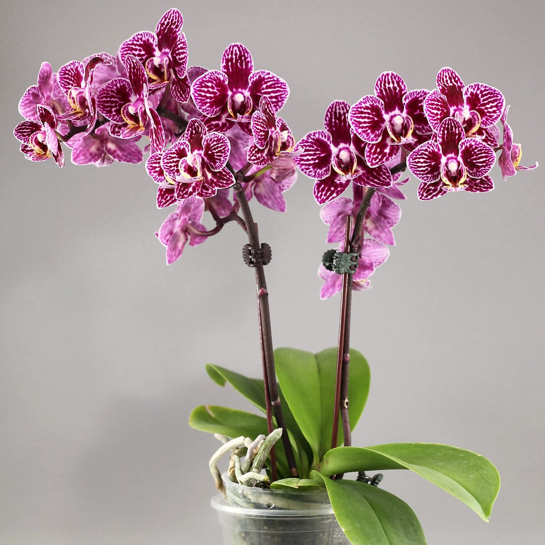 Phal. LiHsin Dark Slash