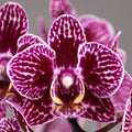 Phal. LiHsin Dark Slash