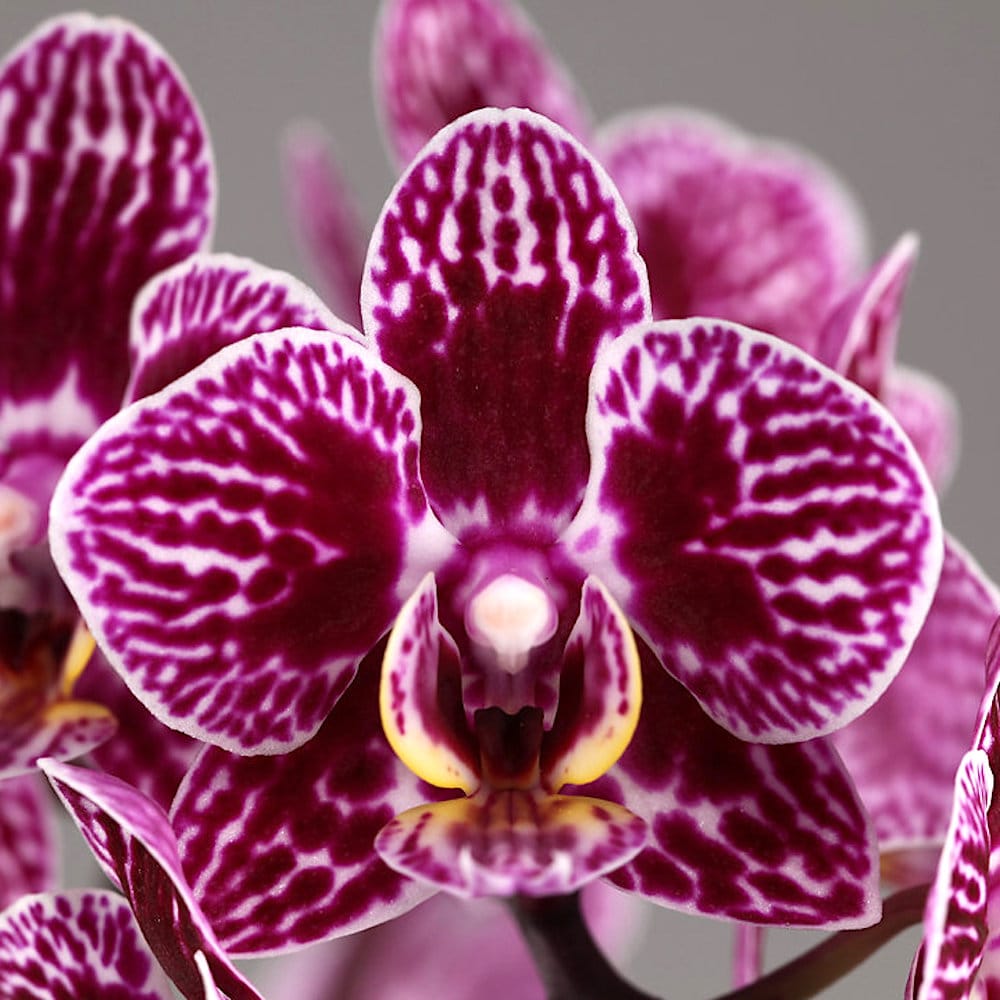 Phal. LiHsin Dark Slash