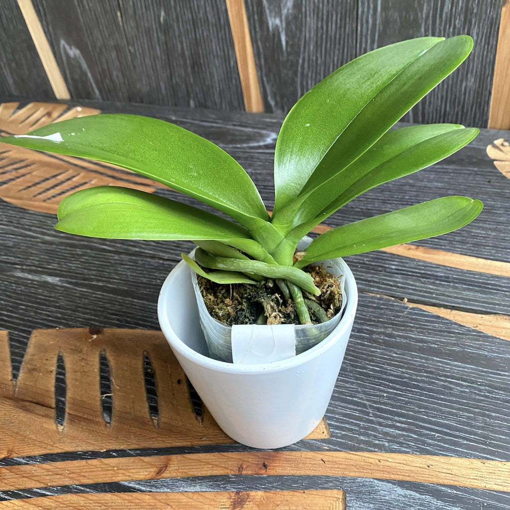 Phalaenopsis LiHsin Corte Oscuro