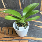 Phalaenopsis LiHsin Dunkler Schnitt