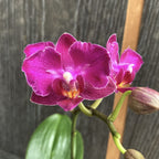 Phalaenopsis Lianher Happy Star '566' (pelorisch - Schmetterling) duftend