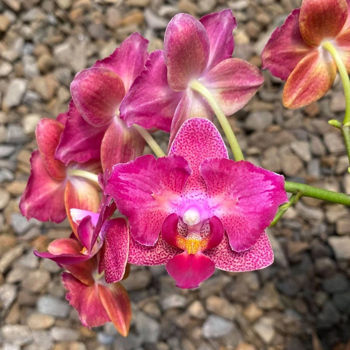 Phalaenopsis Lianher Happy Star '566' (peloric)