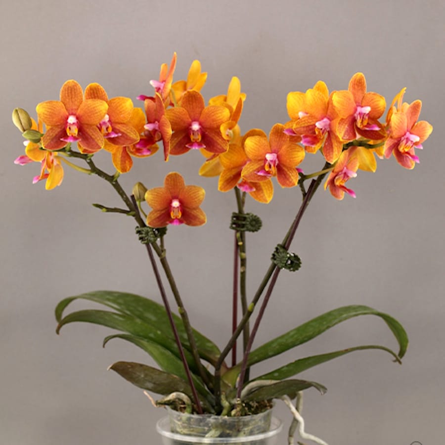 Phalaenopsis Lioulin Love