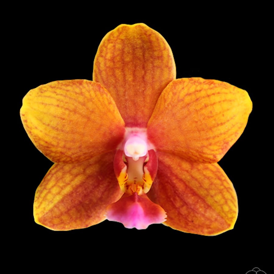 Phalaenopsis Lioulin Love
