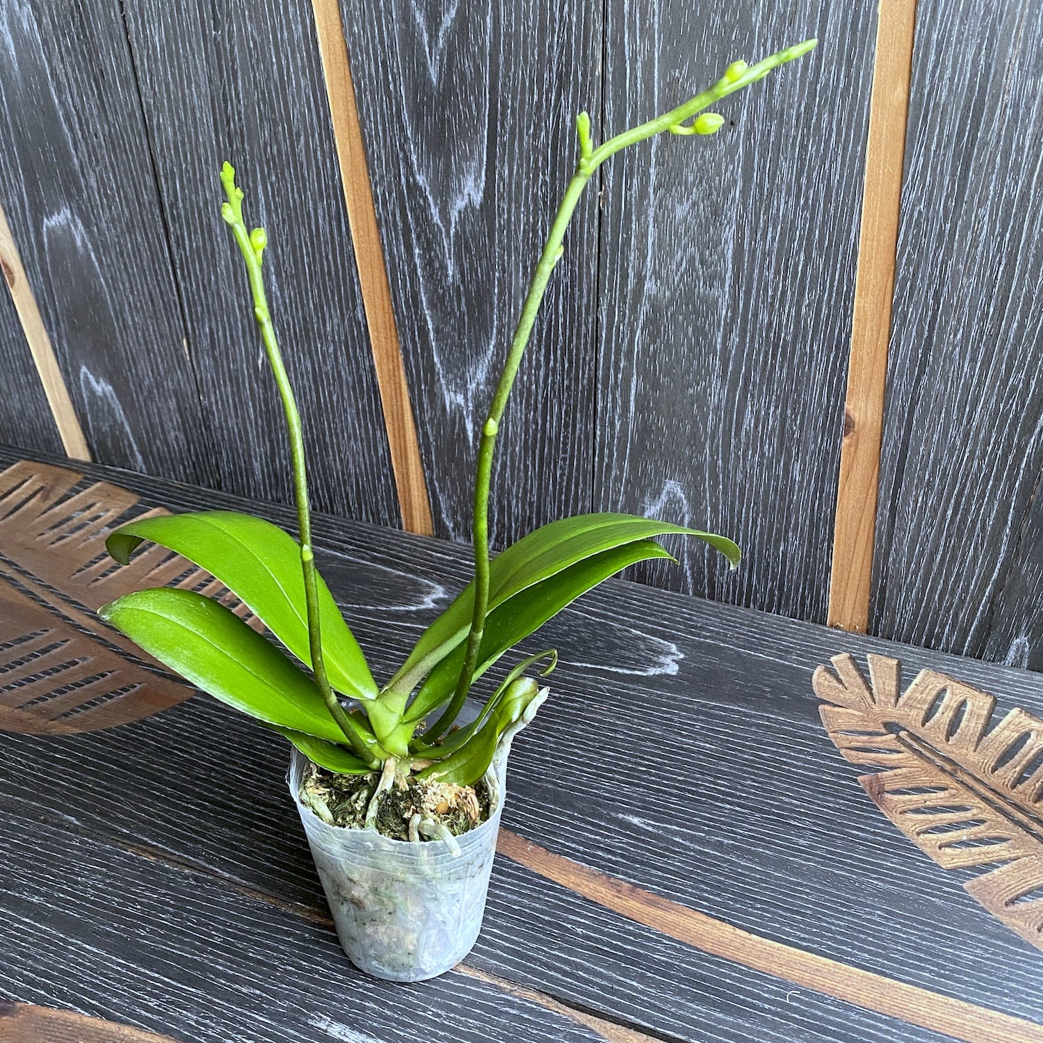 Phalaenopsis Lioulin Love