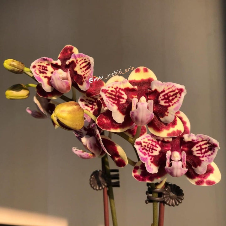 Phal. Lioulin Sparrow ‘459’