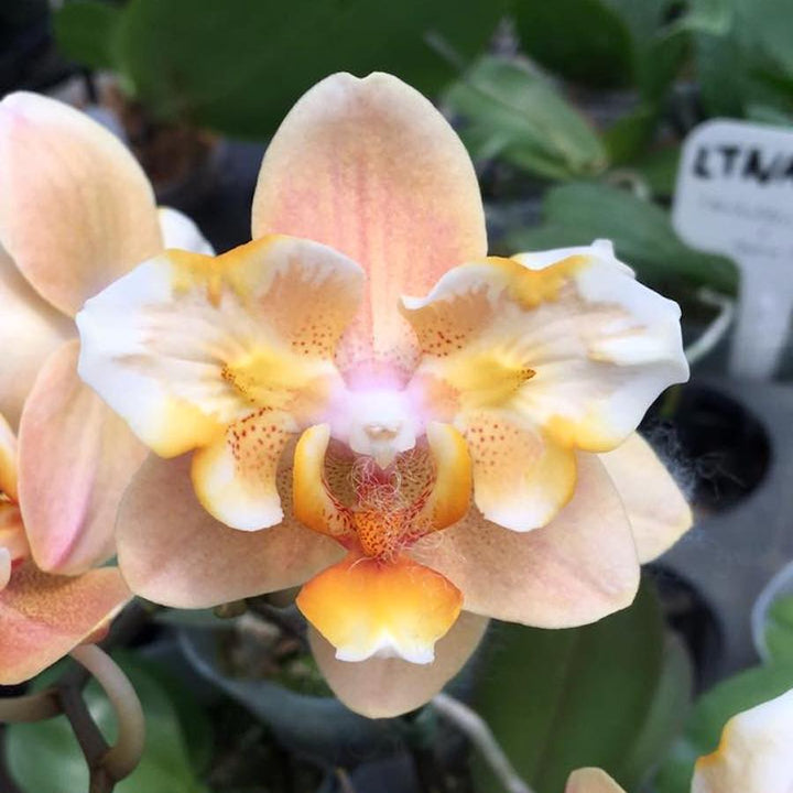 Phalaenopsis Little Emperor '560' (peloric - butterfly)