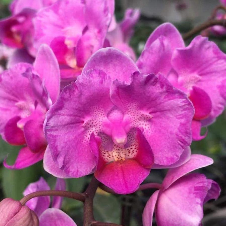 Phalaenopsis Little Mary 'Miki' (peloric)