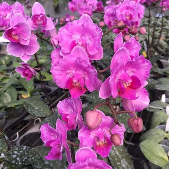 Phalaenopsis Little Mary 'Miki' (peloric)