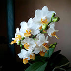 Phalaenopsis Liu's Triprince 'PYL'