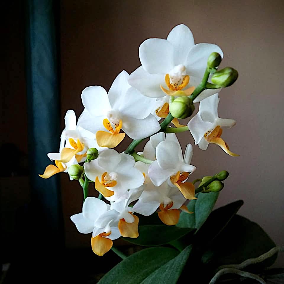 Phalaenopsis Liu's Triprince 'PYL'