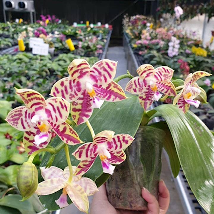 Phalaenopsis Lyndon Mix Zebra '708'