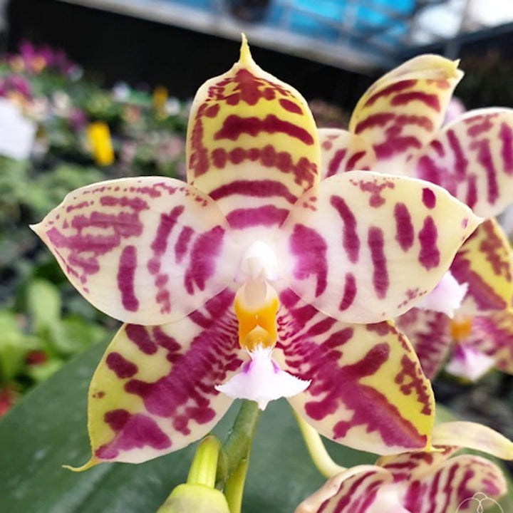 Phalaenopsis Lyndon Mix Zebra '708'