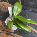 Phalaenopsis Mambo (amboinensis × mannii)