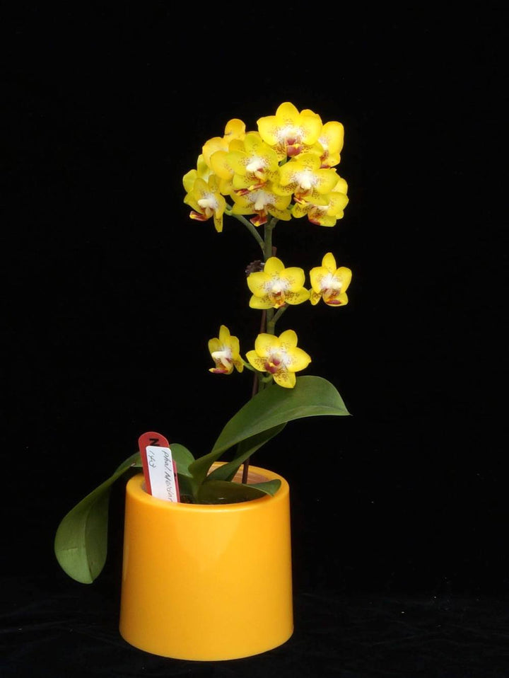 Phalaenopsis Meidarland Golden Pumpkin