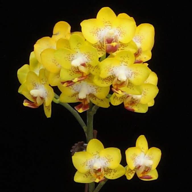 Phalaenopsis Meidarland Golden Pumpkin