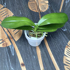 Phalaenopsis Meidarland Goldsmith *fragrant