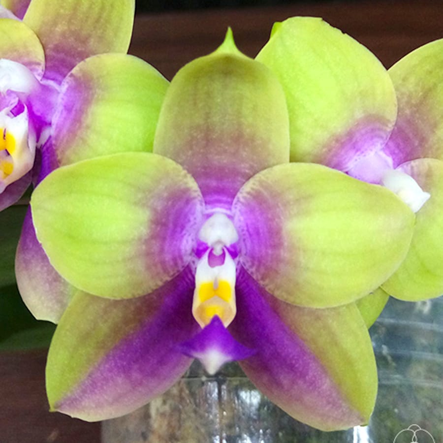 Phalaenopsis Meidarland Kaiulani '685'