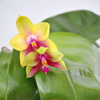 Phalaenopsis Meidarland Kaiulani '685'