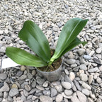 Phalaenopsis Micaels Setolacea (Seto Pixie × violacea)