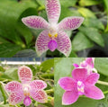 Phalaenopsis Micaels Setolacea (Seto Pixie × violacea)