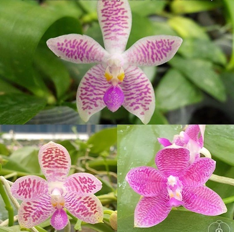 Phalaenopsis Micaels Setolacea (Seto Pixie × violacea)