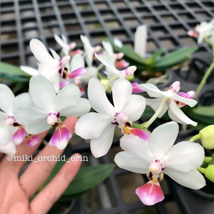 Phalaenopsis Miki Micparishii