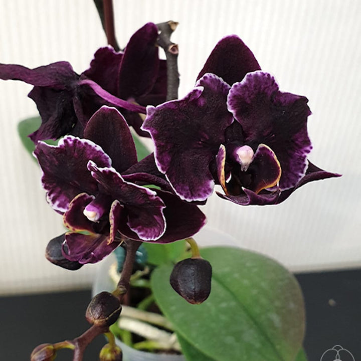 Phalaenopsis Miki Black Angel (peloric - 2 eyes)